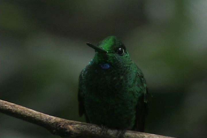 Brilliant, Green-crowned1