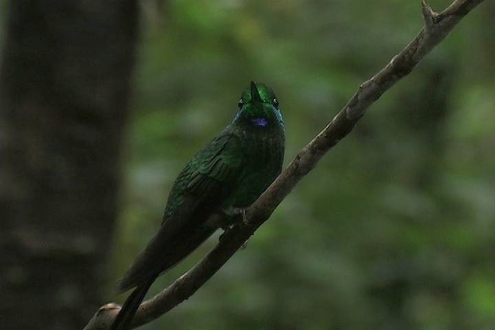 Brilliant, Green-crowned_1