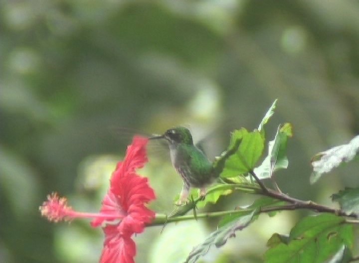 Brilliant, Green-crowned Ecuador photo 1