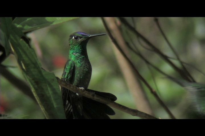 Brilliant, Violet-fronted 15