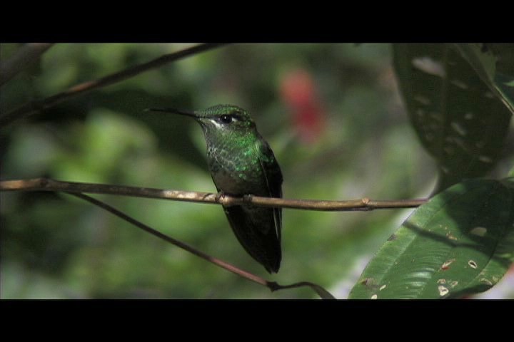 Brilliant, Violet-fronted 17