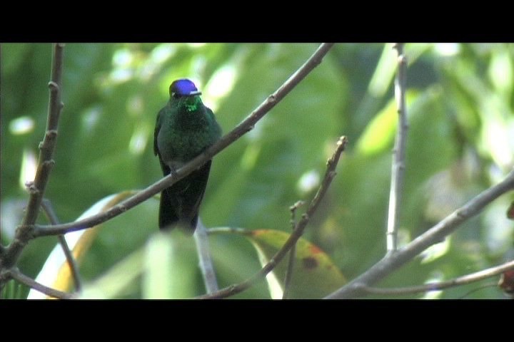 Brilliant, Violet-fronted 18