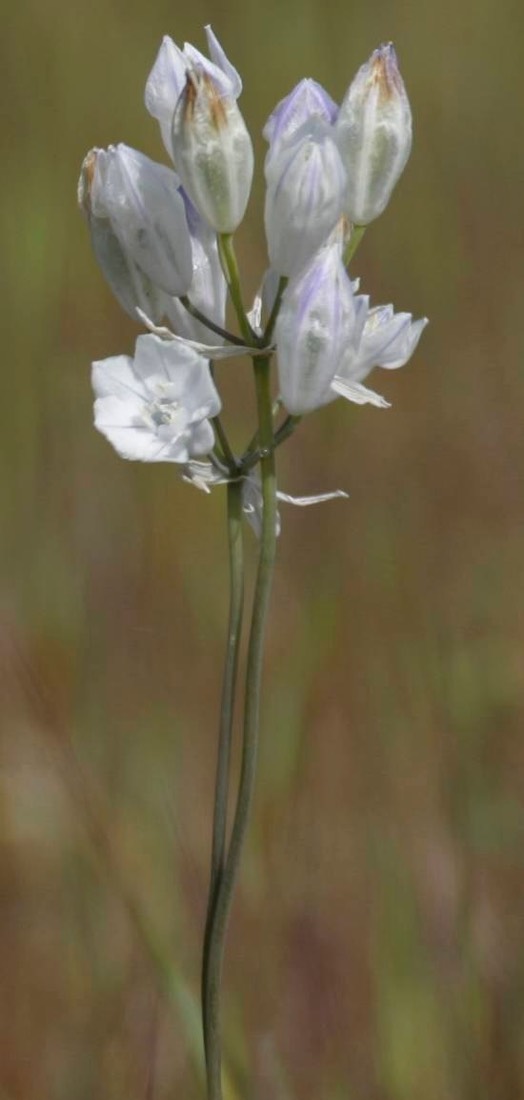 BRODIAEA HOWELLII - 1_JFR