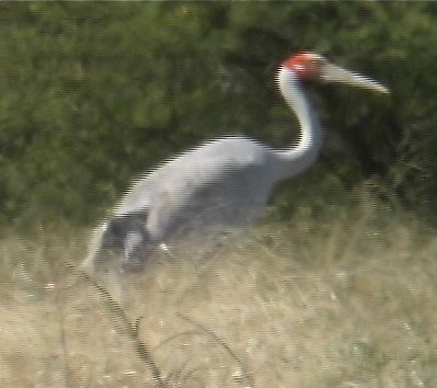 Brolga 1