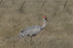 Brolga 2