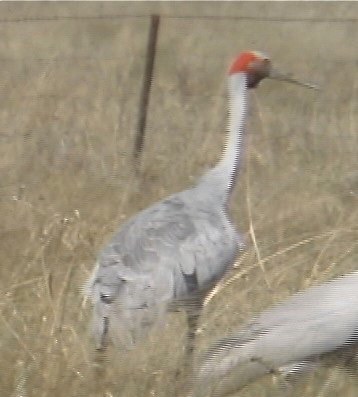 Brolga 3