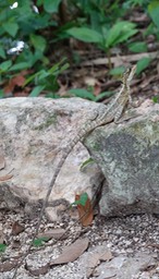 Brown Basilisk, Basiliscus vittatus8