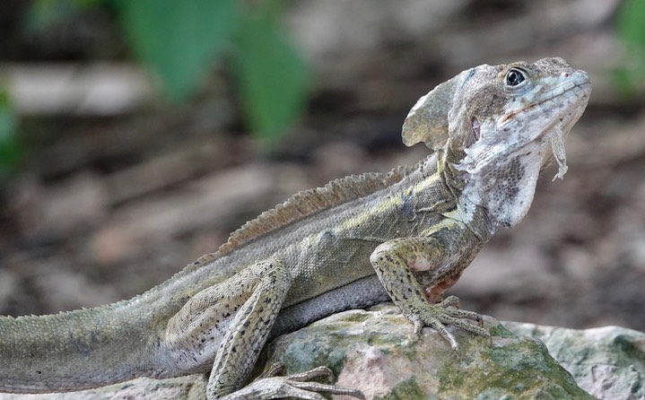 Brown Basilisk, Basiliscus vittatus30