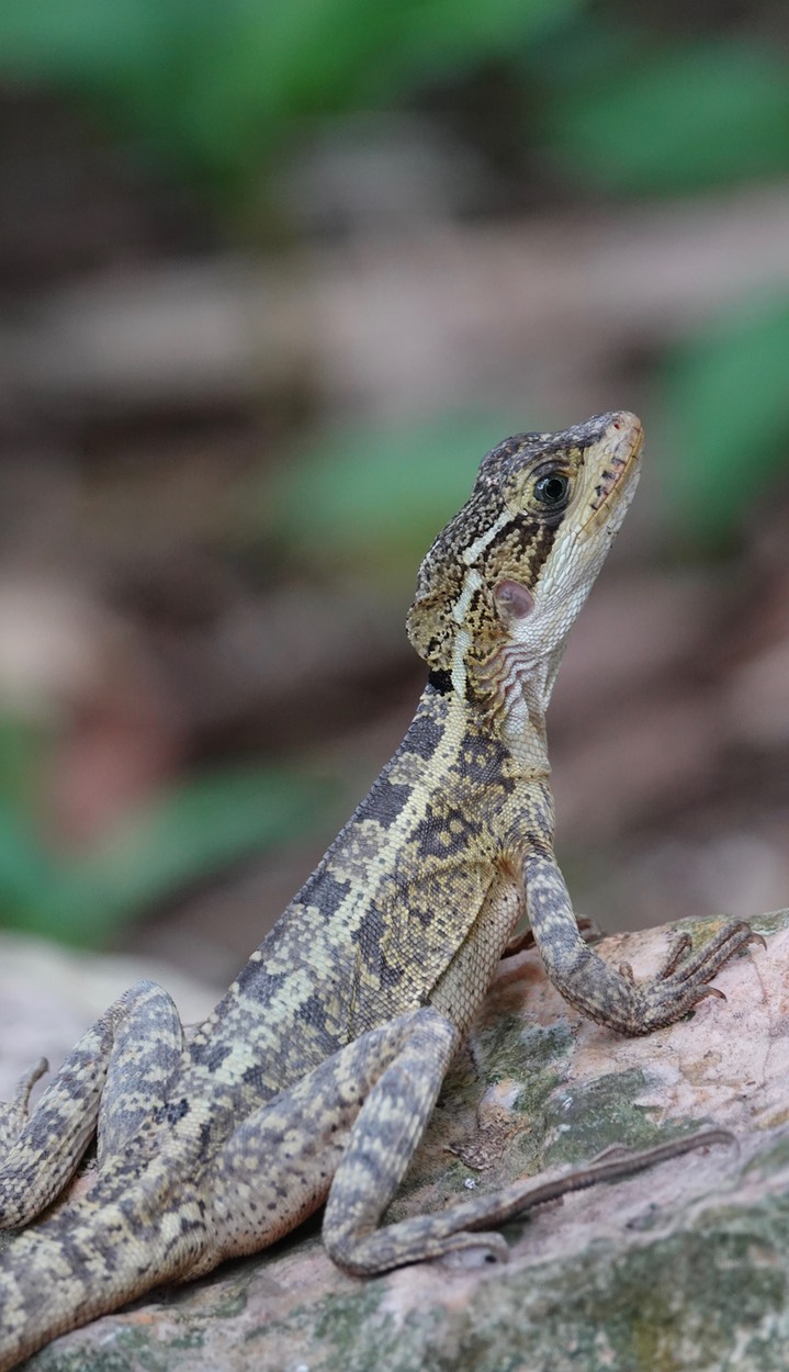 Brown Basilisk, Basiliscus vittatus6