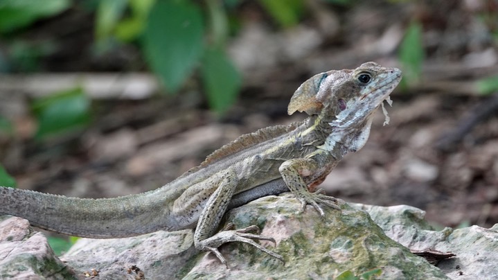 Brown Basilisk, Basiliscus vittatus32