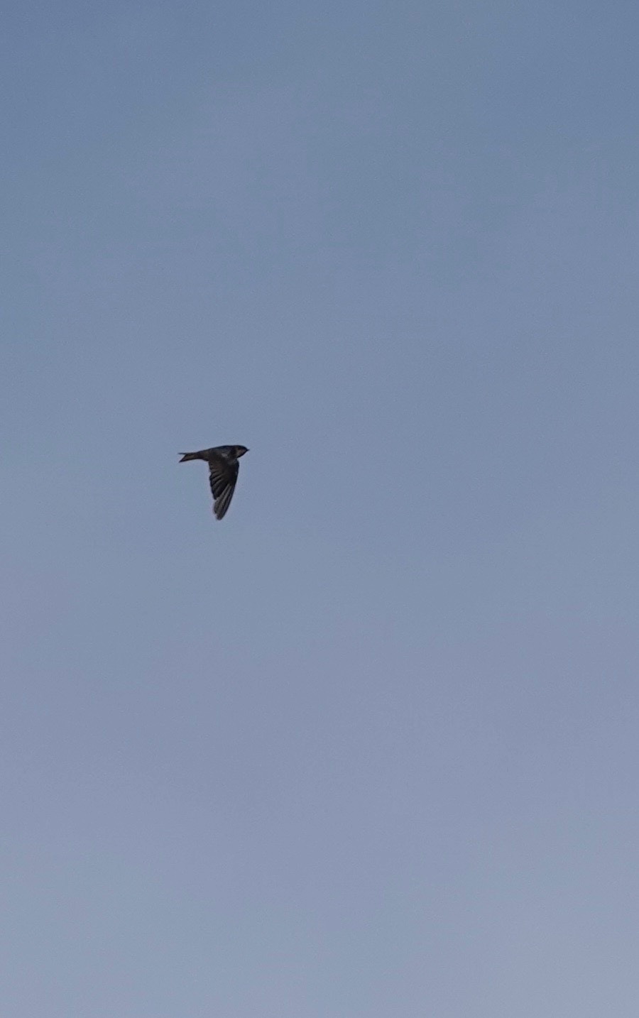 Brown-bellied Swallow h2