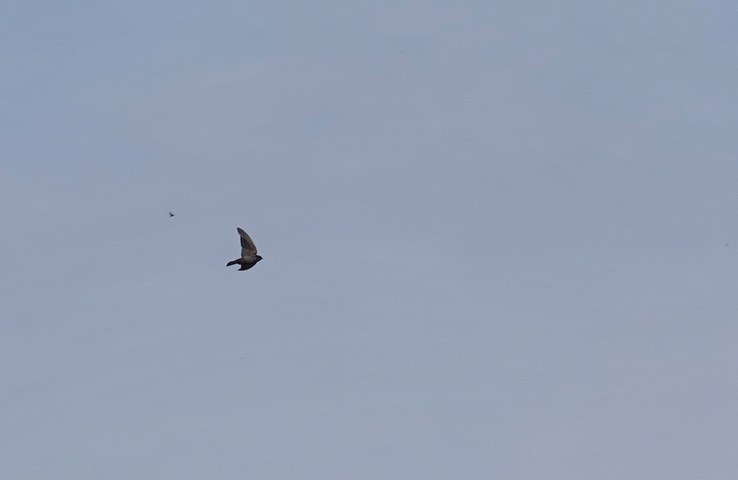 Brown-bellied Swallow h3