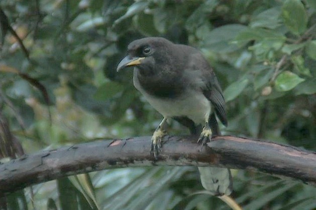 Brown Jay