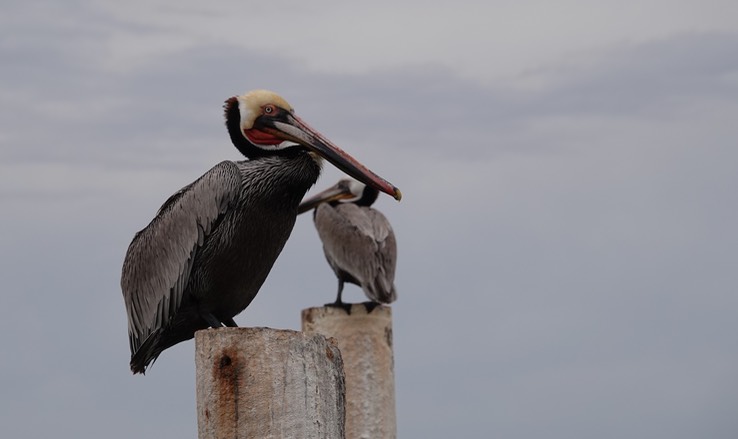 Brown Pelican, Bahia de los Angeles, Baja California (3)