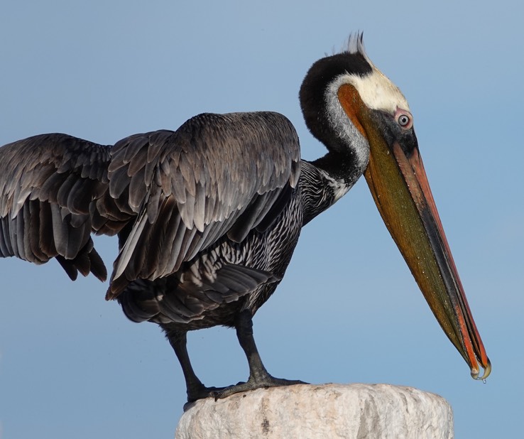 Brown Pelican, Bahia de los Angeles, Baja California