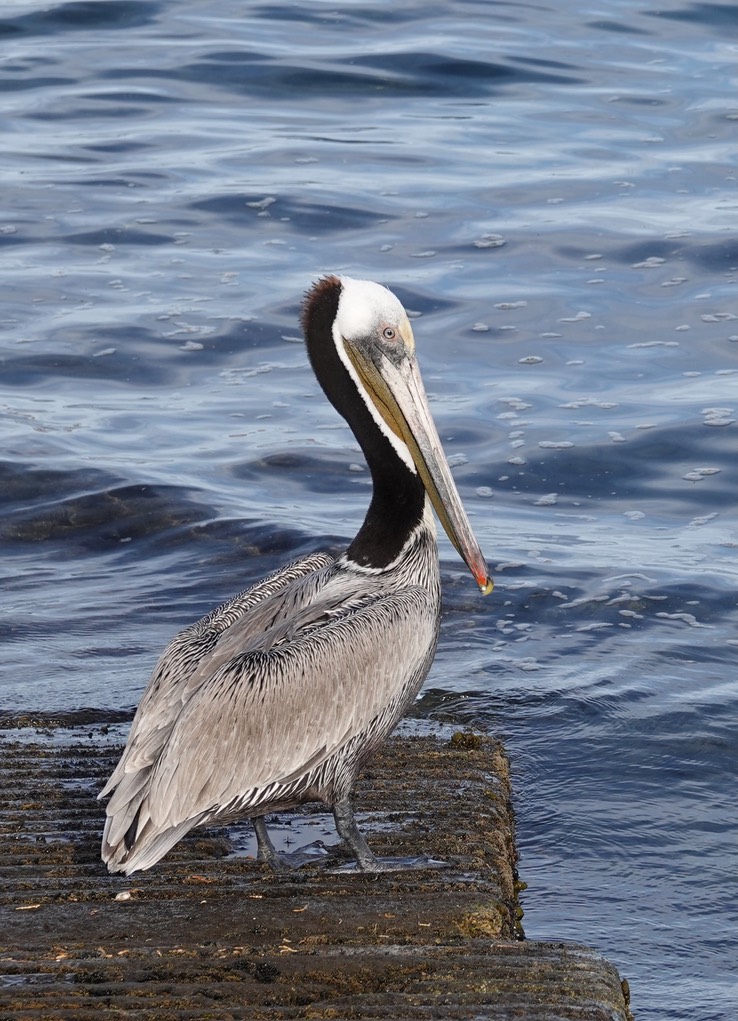 Brown Pelican, Bahia de los Angeles, Baja California (5)