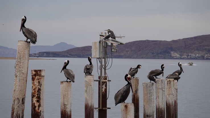 Brown Pelican, Bahia de los Angeles, Baja California