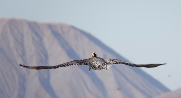 Brown Pelican, Bahia de los Angeles, Baja California (10)