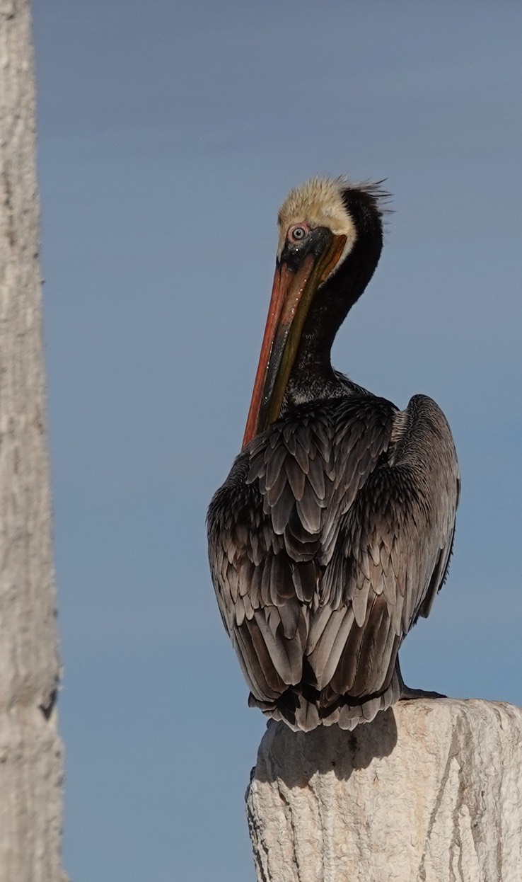 Brown Pelican, Bahia de los Angeles, Baja California (12)