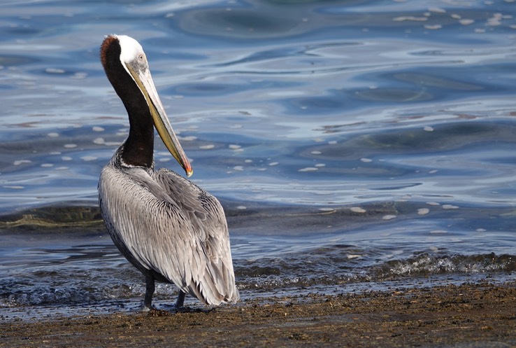 Brown Pelican, Bahia de los Angeles, Baja California