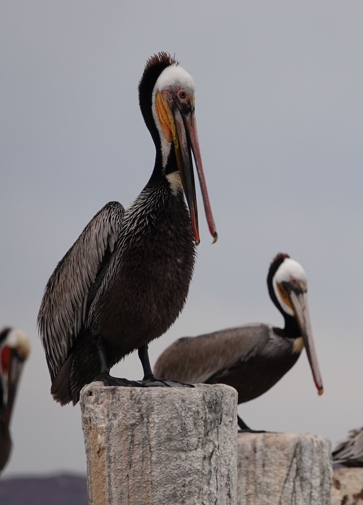 Brown Pelican, Bahia de los Angeles, Baja California (1)