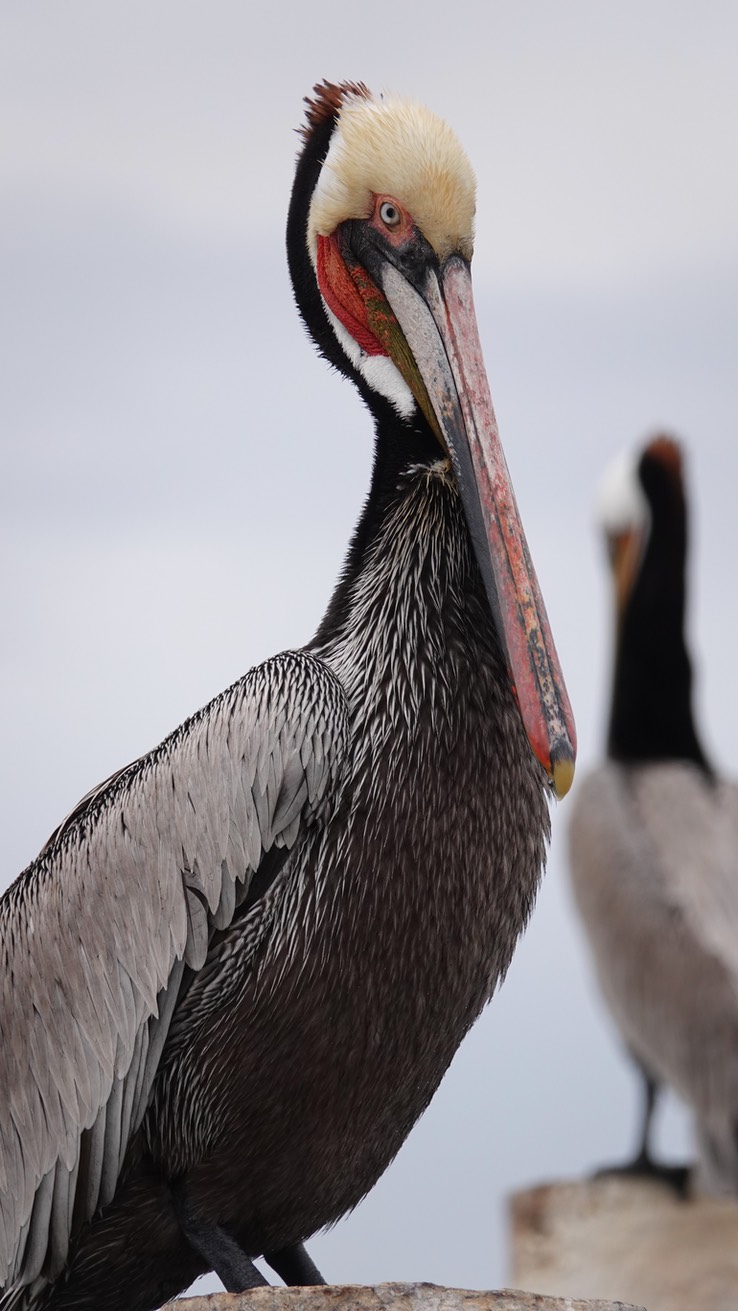 Brown Pelican, Bahia de los Angeles, Baja California (4)