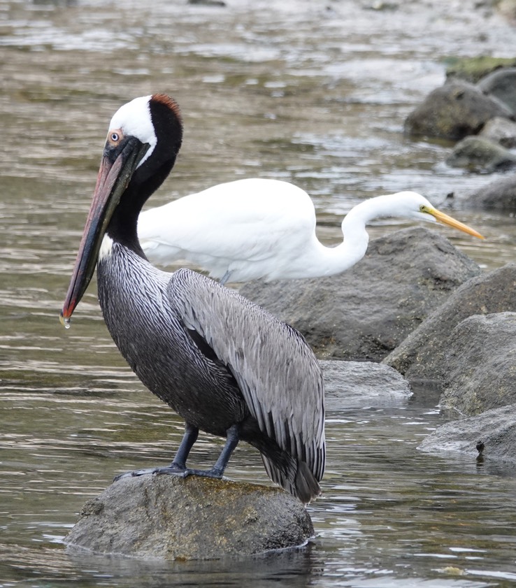 Brown Pelican, Great Egret Bahia de los Angeles, Baja California