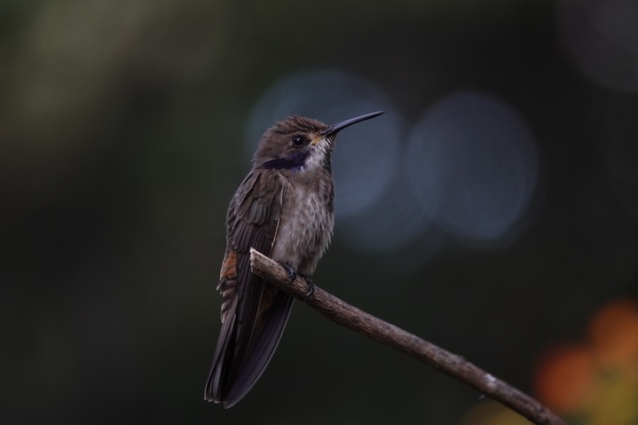  Brown Violetear, Colibri delphinae       12