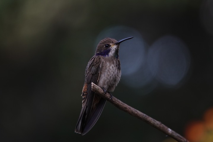  Brown Violetear, Colibri delphinae       9