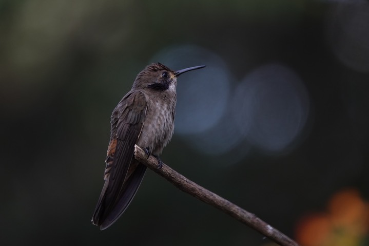  Brown Violetear, Colibri delphinae       8