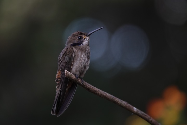  Brown Violetear, Colibri delphinae       10