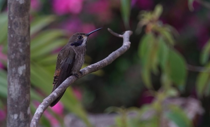  Brown Violetear, Colibri delphinae       1