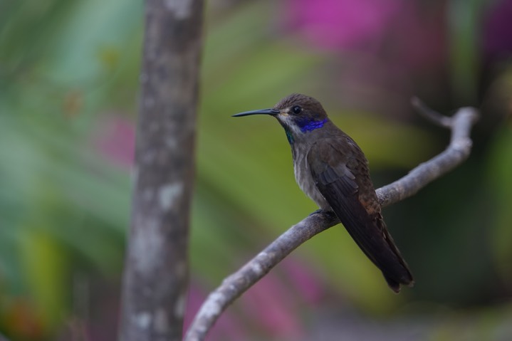  Brown Violetear, Colibri delphinae       3