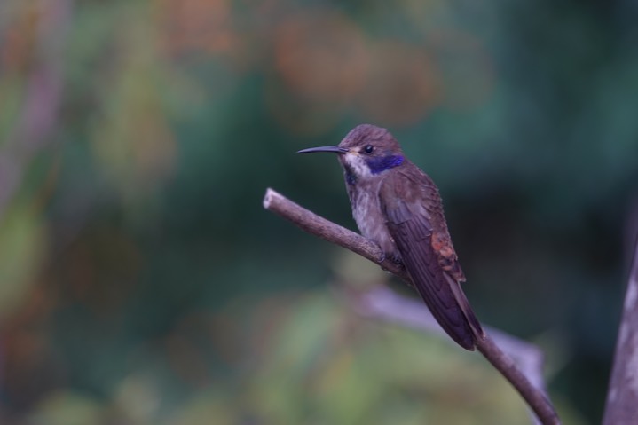  Brown Violetear, Colibri delphinae       5