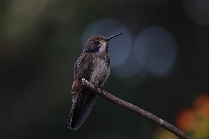  Brown Violetear, Colibri delphinae       6