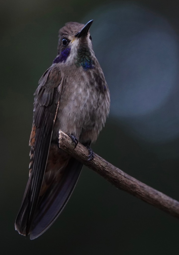  Brown Violetear, Colibri delphinae       11