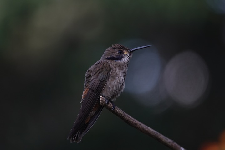  Brown Violetear, Colibri delphinae       7