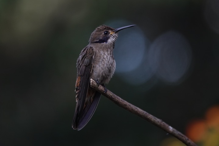  Brown Violetear, Colibri delphinae       13