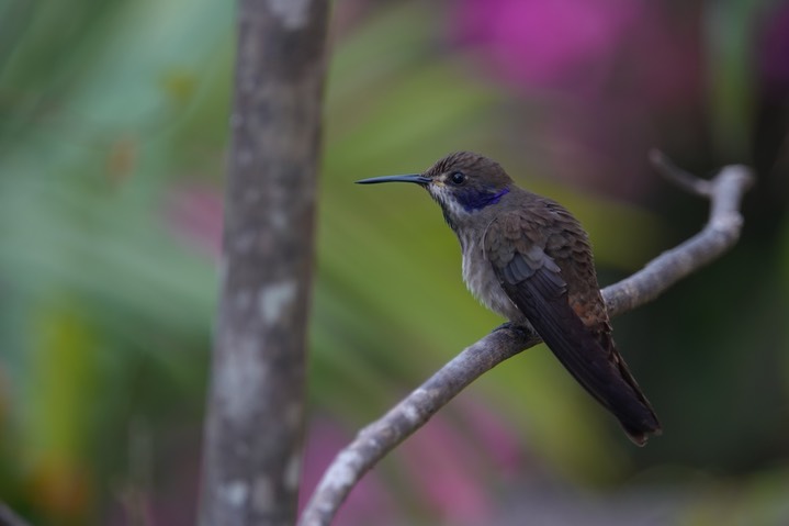  Brown Violetear, Colibri delphinae       4