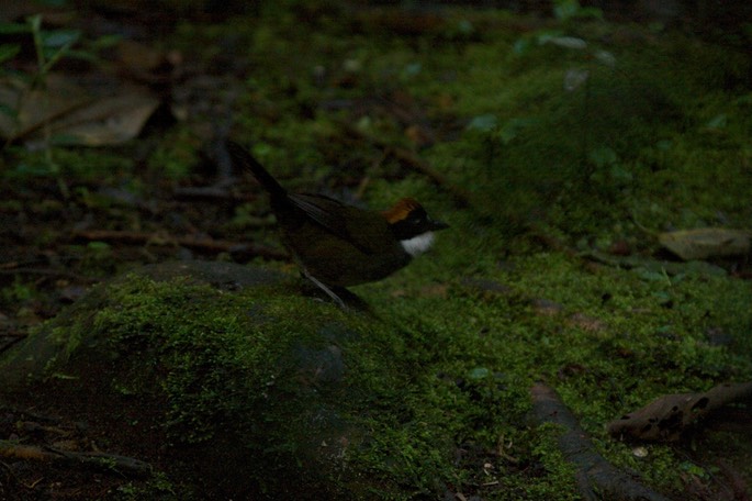 Brush-Finch, Chestnut-capped