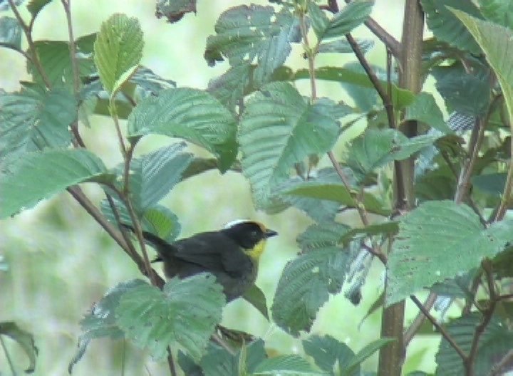 Brush-Finch, Pale-naped 1