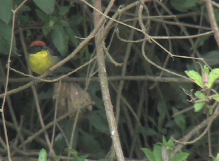 Brush-Finch, Rufous-naped 1