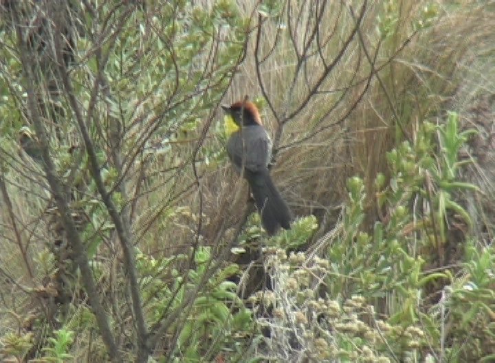 Brush-Finch, Rufous-naped anti 2