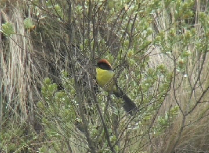 Brush-Finch, Rufous-naped anti 3