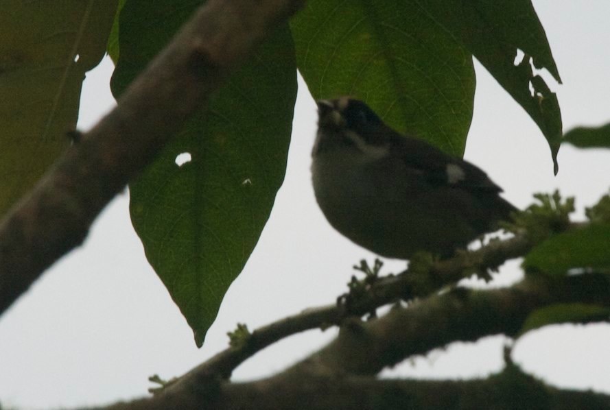 Brush-Finch, Slaty 4