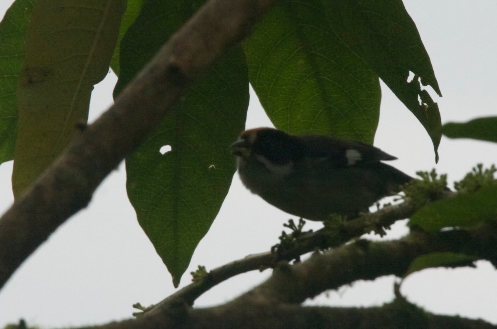 Brush-Finch, Slaty 5