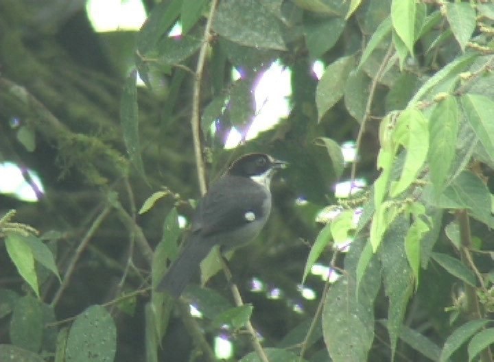 Brush-Finch, Slaty photo 1