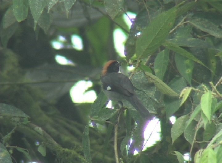 Brush-Finch, Slaty photo 2