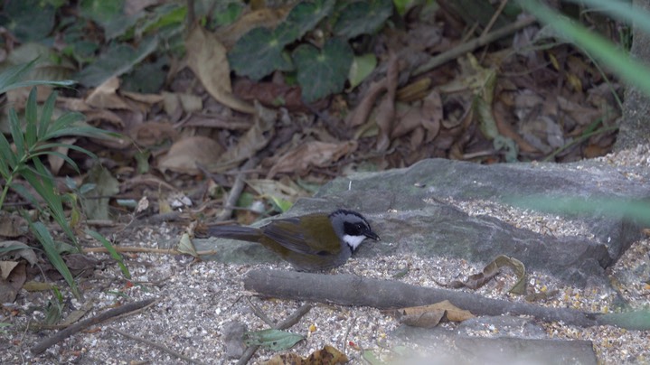 Brush-Finch, Stripe-headed (Colombia) 1