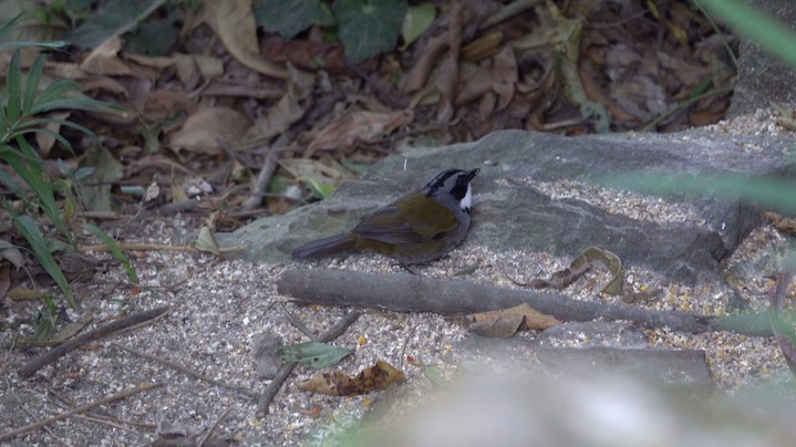 Brush-Finch, Stripe-headed (Colombia) 2